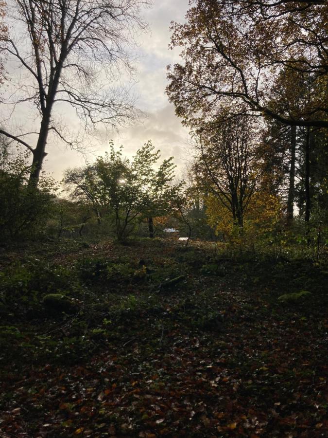 Honey Bee Cabin Llandysul المظهر الخارجي الصورة