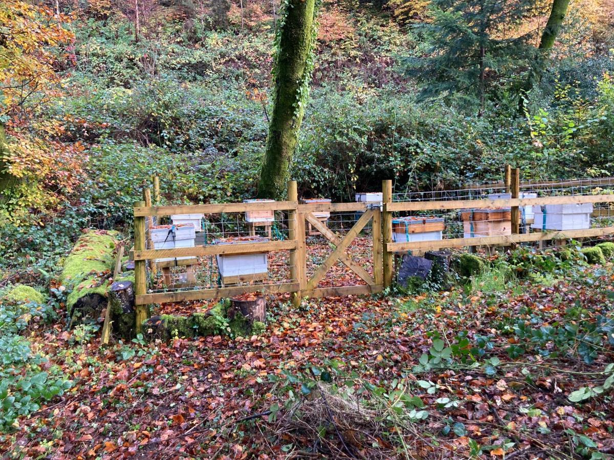 Honey Bee Cabin Llandysul المظهر الخارجي الصورة