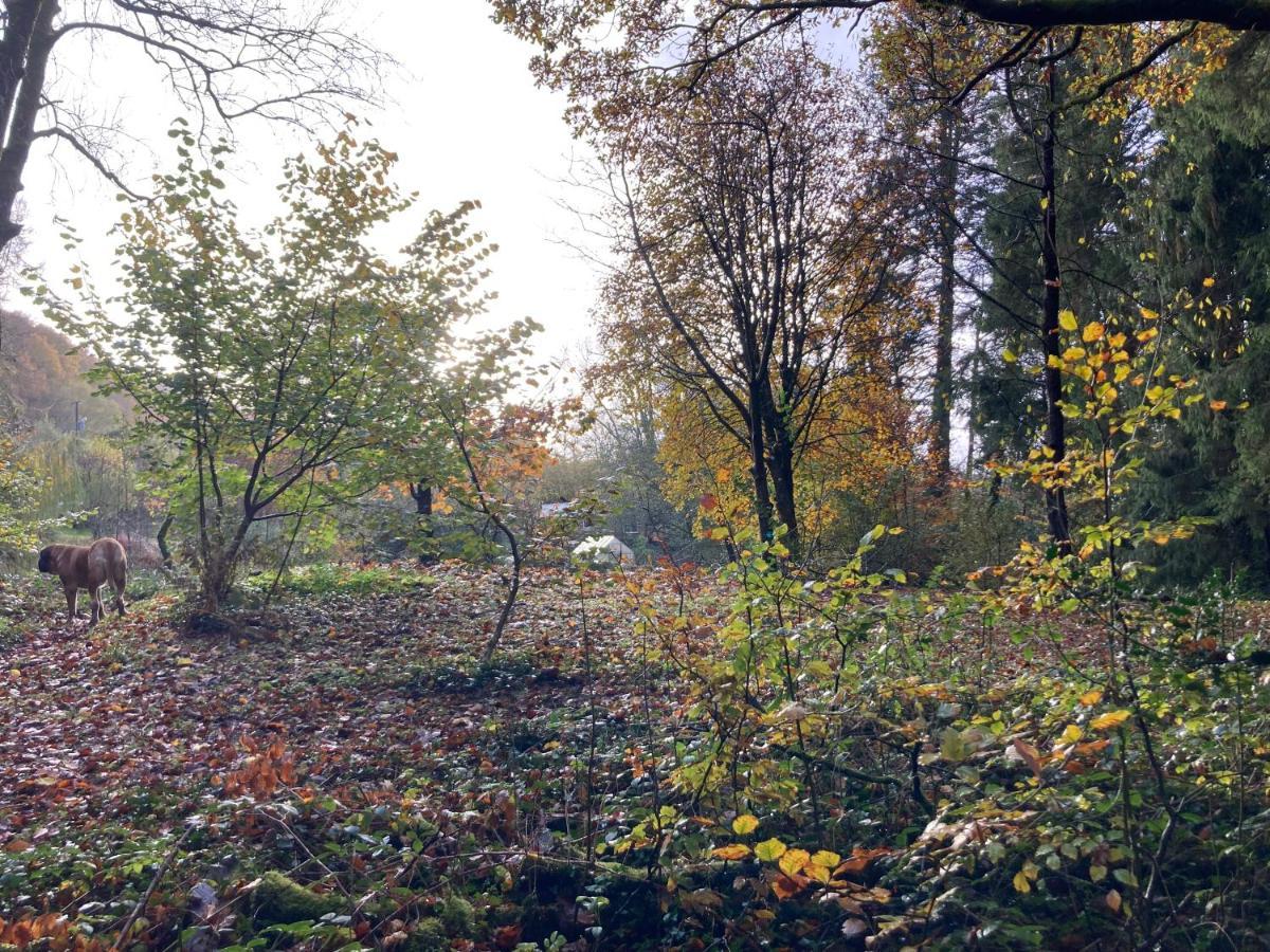 Honey Bee Cabin Llandysul المظهر الخارجي الصورة